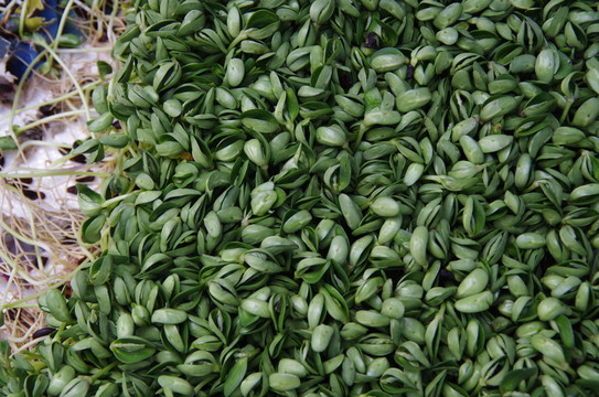 豆芽菜豆苗