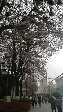 梧桐樹(shù)