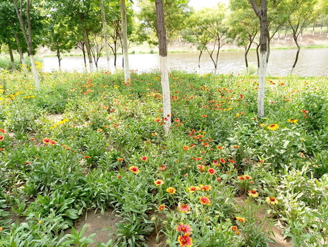 初夏公園綠色