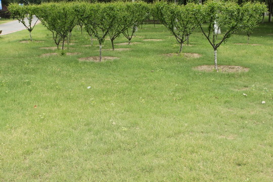 公園形狀綠植