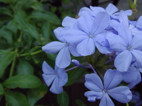 淡雅的花朵