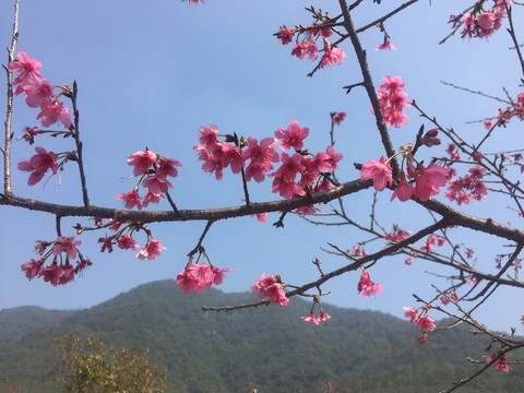 粉色櫻花