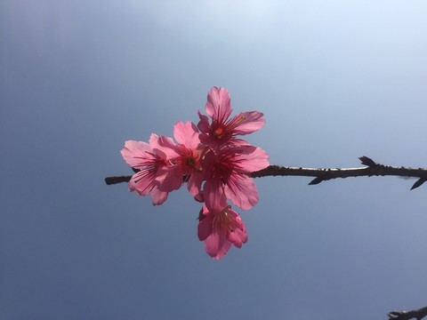 微距櫻花
