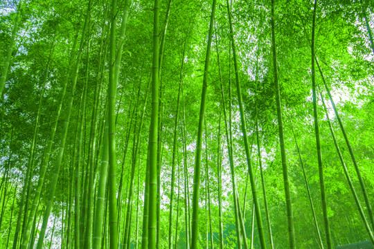 竹林 竹子 高清竹林 竹 高