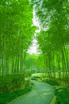 竹林小徑 高清大圖