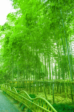 竹林 竹子 高清大圖