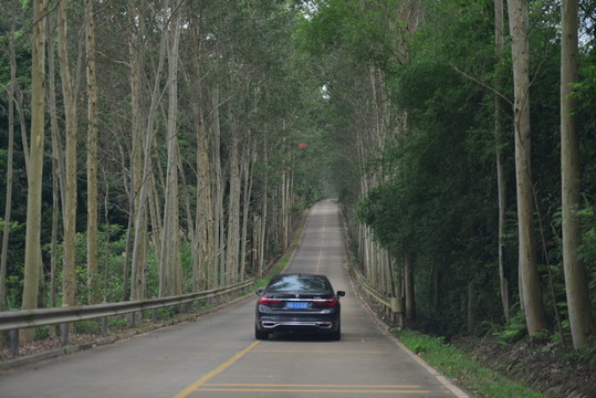 樹林馬路