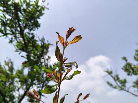 花