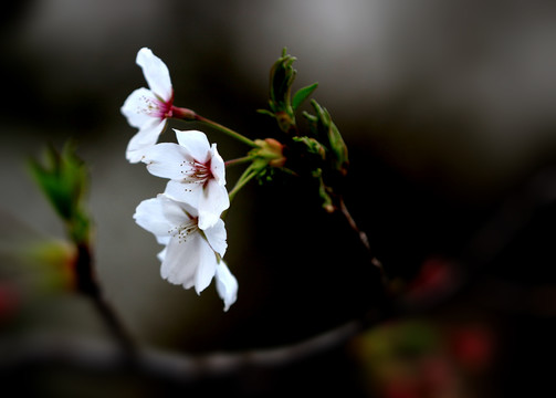 花草 櫻花