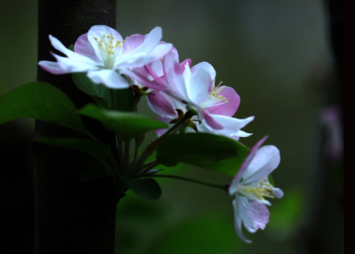 海棠花 花草