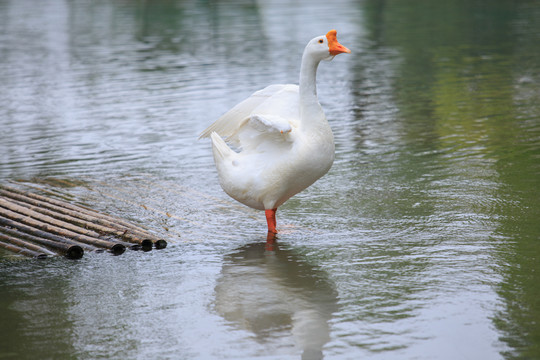 戲水白鵝