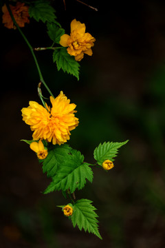 花卉 園藝
