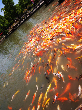 一大群紅鯉魚