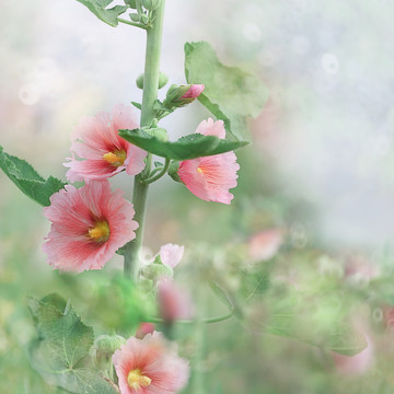 粉色蜀葵