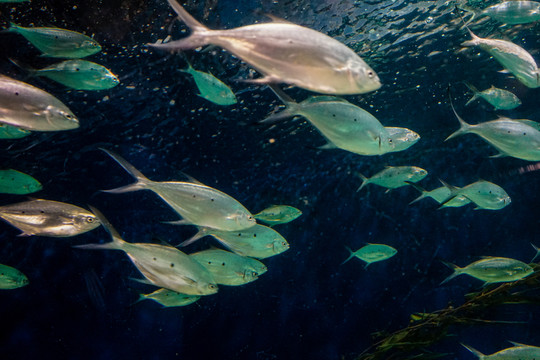 海底魚群 海洋館 水族館