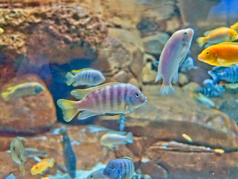 三湖魚 觀賞魚