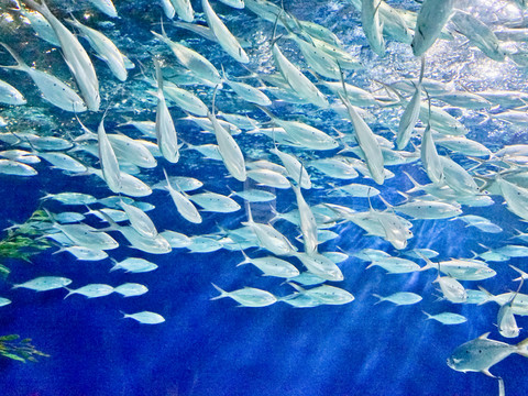 海底世界 海洋館