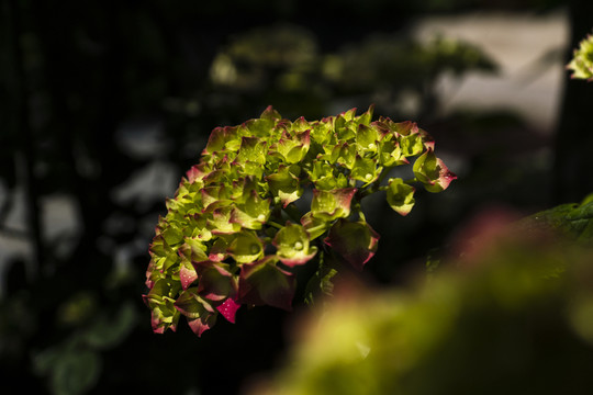 繡球花
