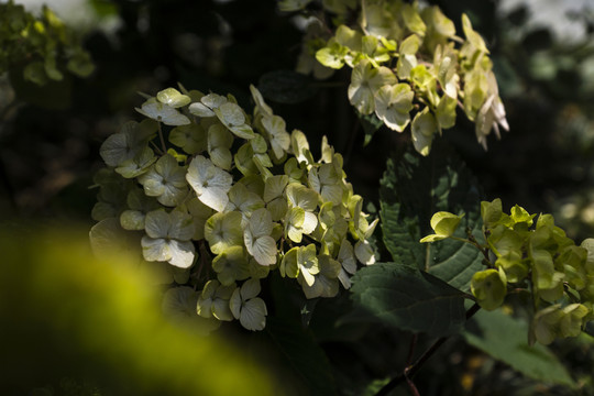 繡球花