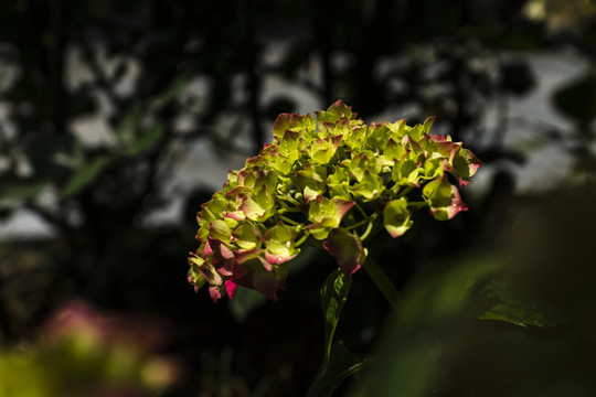 繡球花