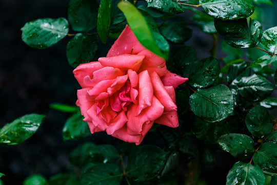月季花
