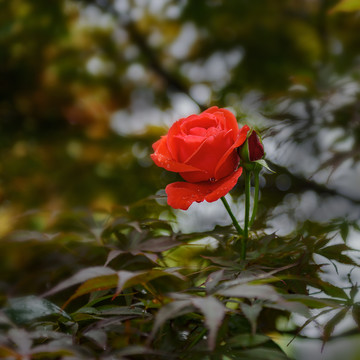 月季花