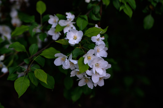 山釘子花