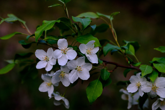山釘子花