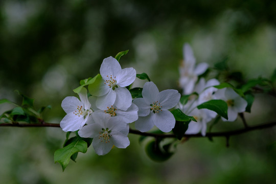山釘子花