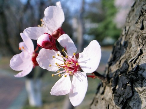 花卉 木李花