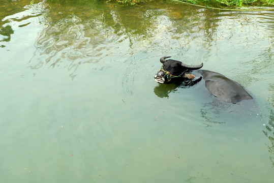 水牛
