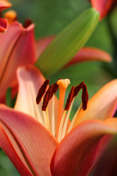 百合花