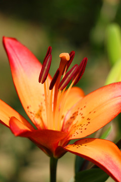 百合花蕊