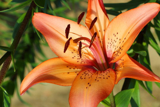 百合花蕊