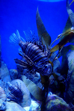 觀賞魚