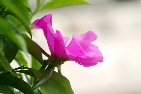 向陽花 太陽花 盆栽 幼苗 盆