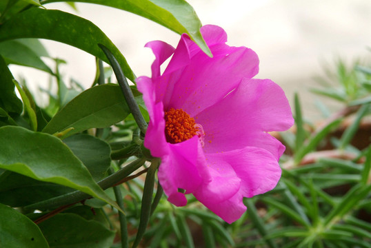 向陽花 太陽花 盆栽 幼苗 盆