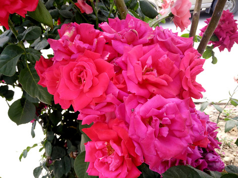 花團(tuán)錦簇
