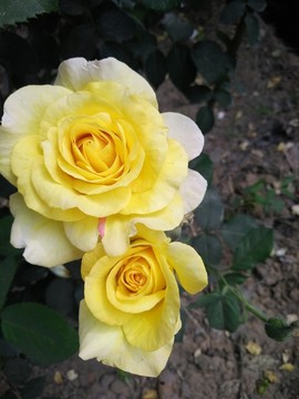 玫瑰花