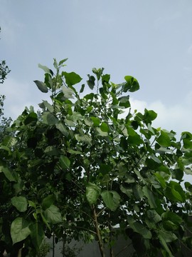 楊樹 楊樹枝葉