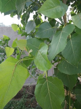 楊樹 楊樹枝葉