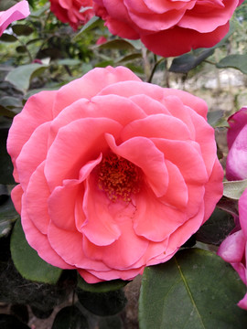 花 月季花 玫瑰花