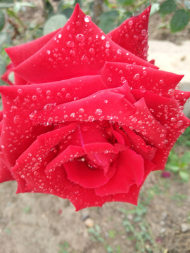 玫瑰花