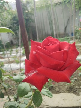 玫瑰花