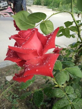玫瑰花