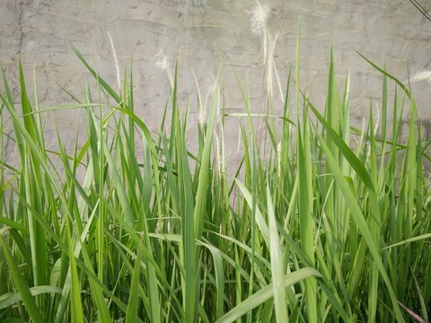 茅草 綠草 青草