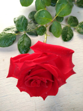 玫瑰花