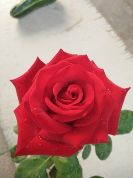 玫瑰花