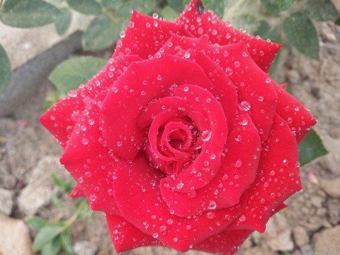 玫瑰花