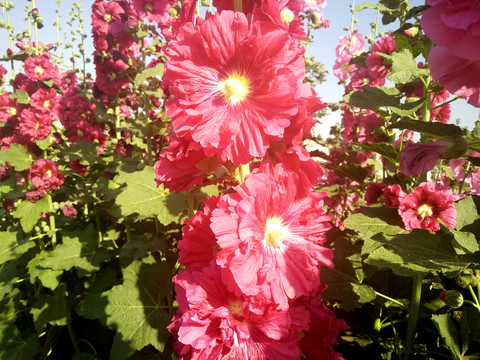 蜀葵花